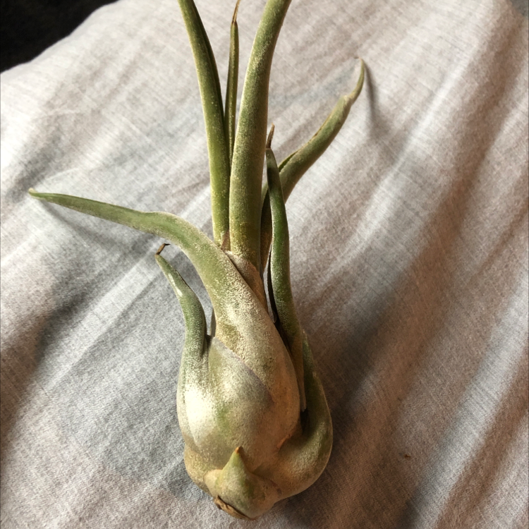 Medusa Head Air Plant plant photo by @taylorship named Air plants X2 on Greg, the plant care app.