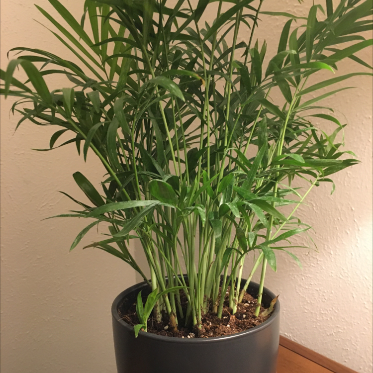 A thriving parlour palm in a black nursery pot, with numerous slender green fronds growing densely from the base.