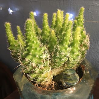 Bunny Ears Cactus plant in Las Vegas, Nevada