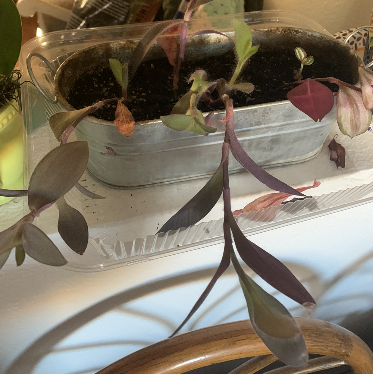Top view of a potted Purple Heart plant with some yellowing leaves, alongside other plants, held by human hands.