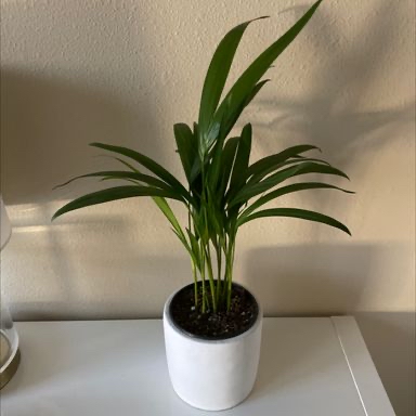 Parlour Palm plant photo by @ulabadula named Freddie on Greg, the plant care app.