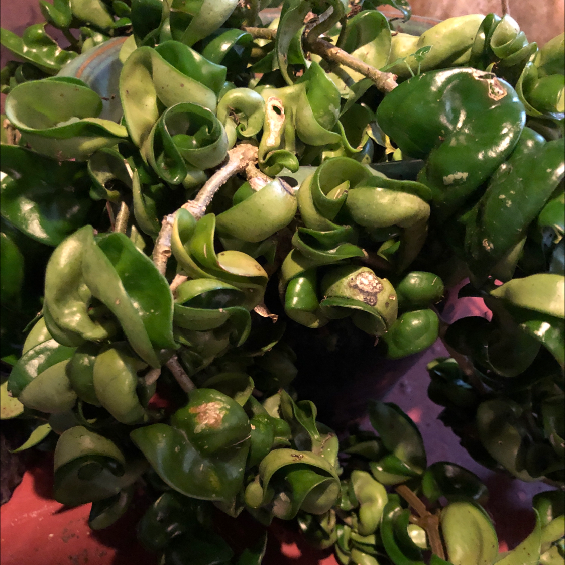 Photo of the plant species Hoya carnosa 'Compacta' by @Chelseaknits named Crowley on Greg, the plant care app