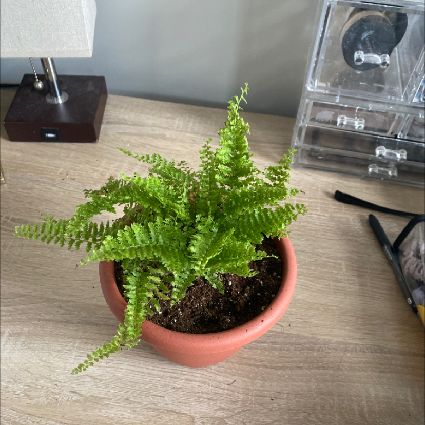 Healthy Boston fern plant with lush green fronds in a small terracotta pot on a wooden surface.