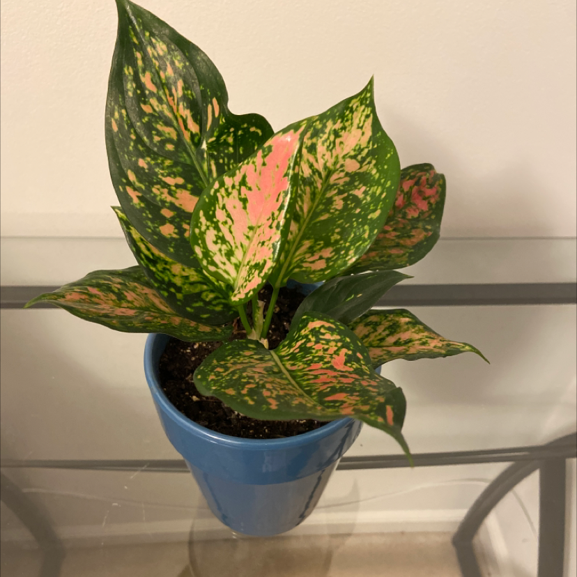 Photo of the plant species Lemon by Amanda named Louise on Greg, the plant care app