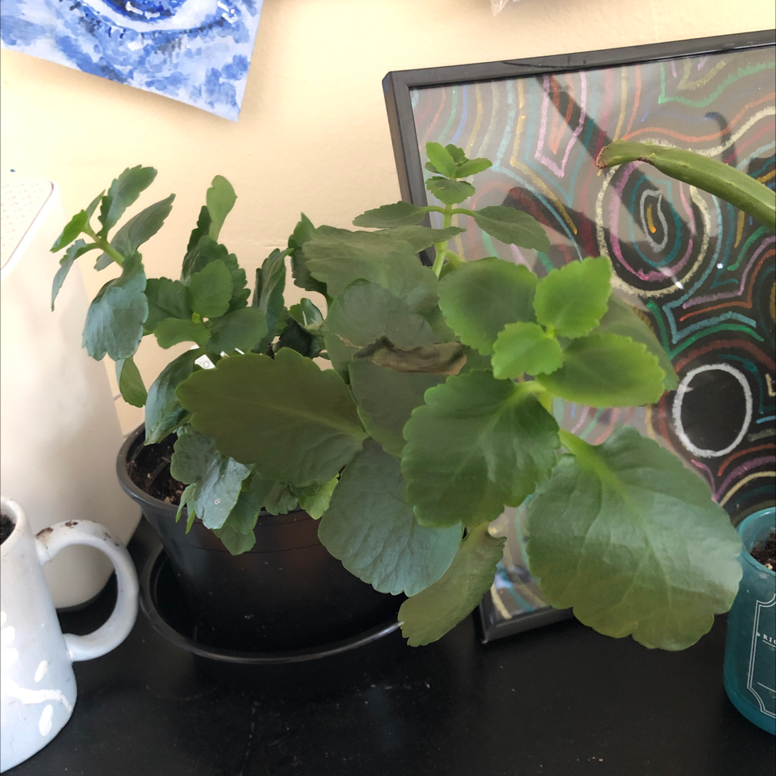 A healthy green Kalanchoe plant with scalloped leaves in a black pot, sitting in front of a colorful abstract painting.