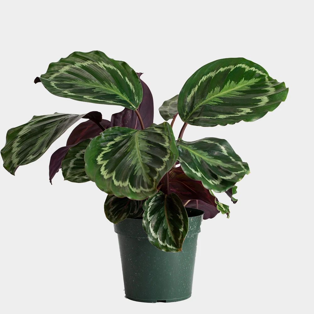 Healthy calathea plant with vibrant green striped oval leaves in a dark green plastic pot against a white background.