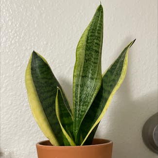 Snake Plant plant in Chino, California