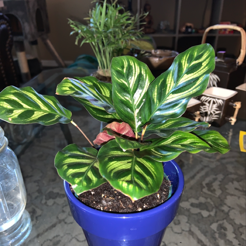 Cathedral Windows plant in a blue pot with vibrant green and yellow leaves.