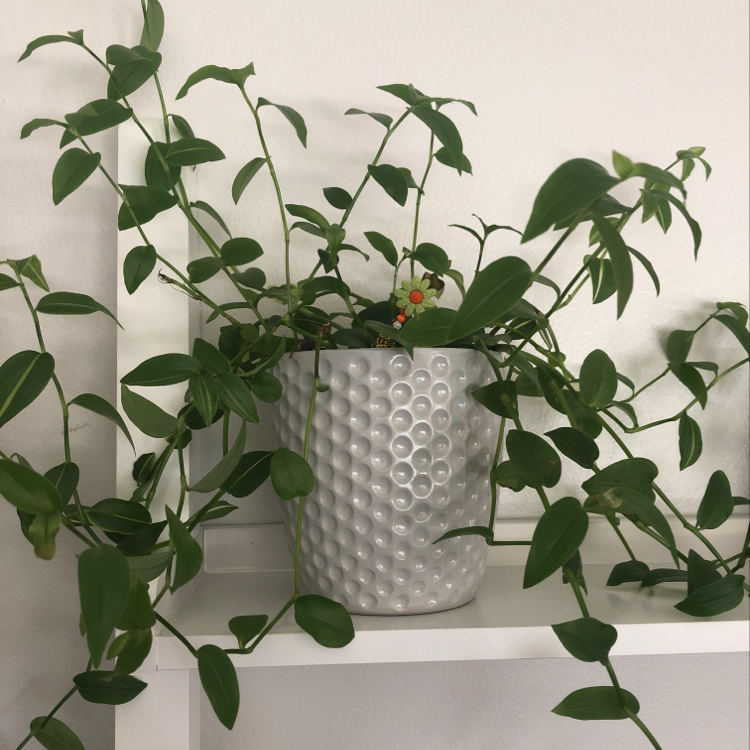 Plant care for Succulent on Greg, the plant care app