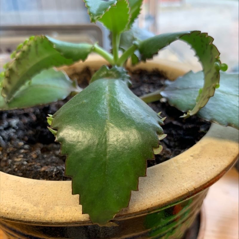 A healthy Mother of Thousands plant in a terracotta pot, with characteristic serrated leaves and small plantlets growing along the leaf edges.