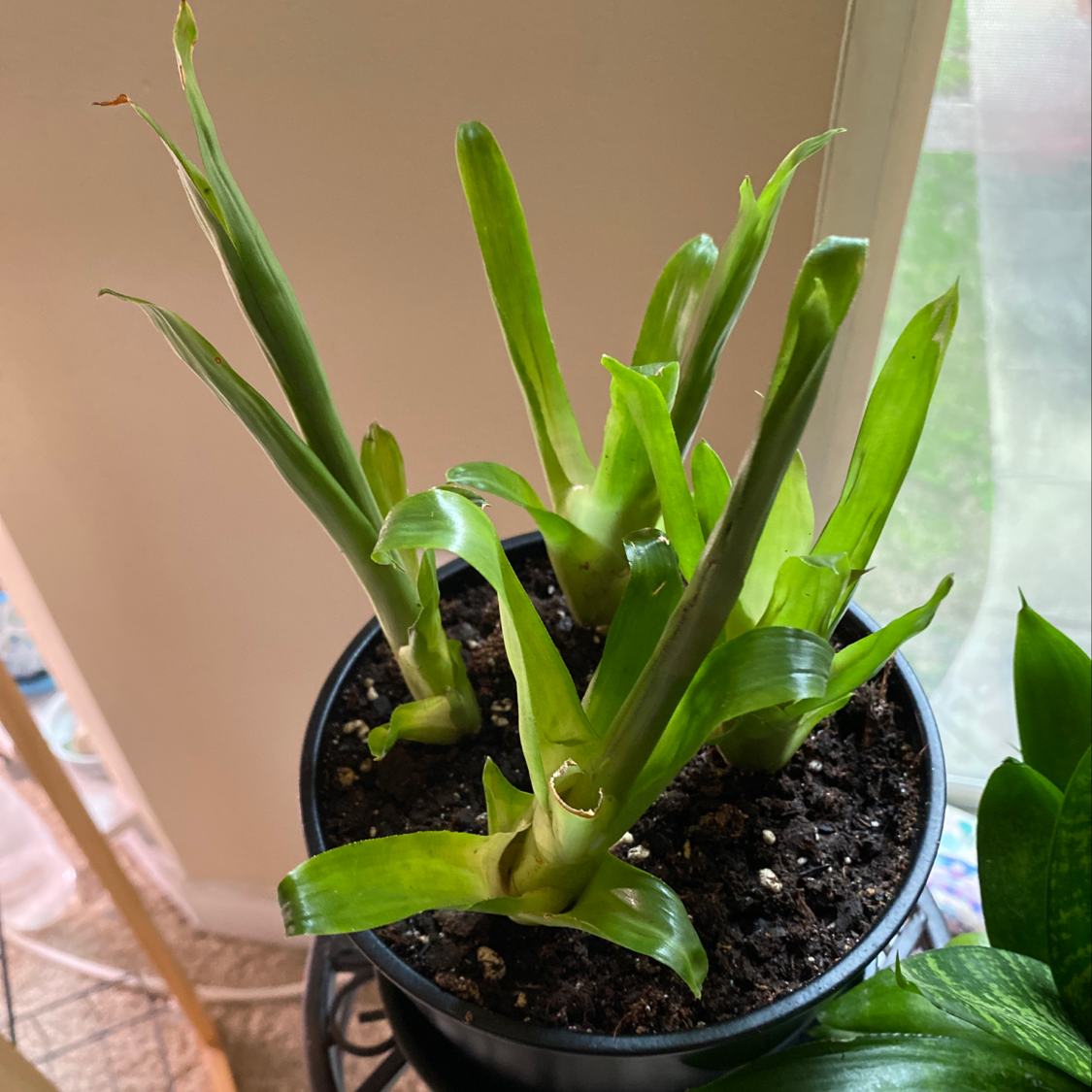 Potted Flaming Sword plant with long green leaves, visible soil, well-framed and in focus.