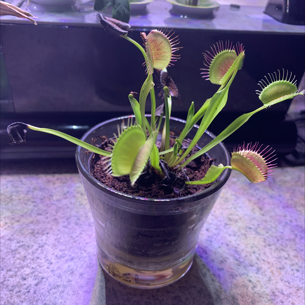 Venus Fly Trap in a glass pot with some traps showing browning and blackening.