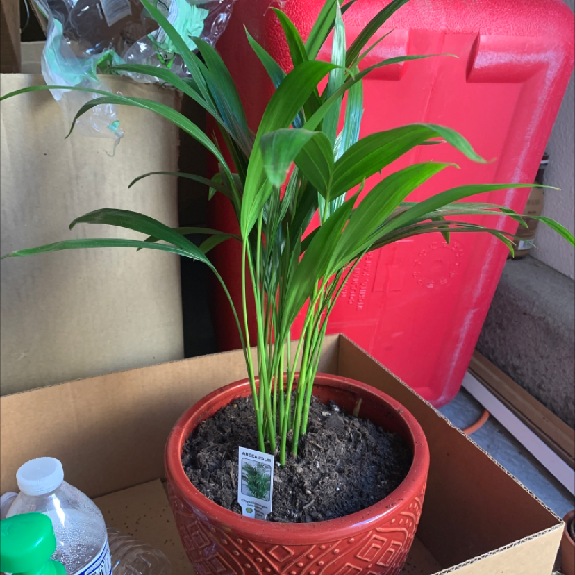 Plant care for Widow on Greg, the plant care app