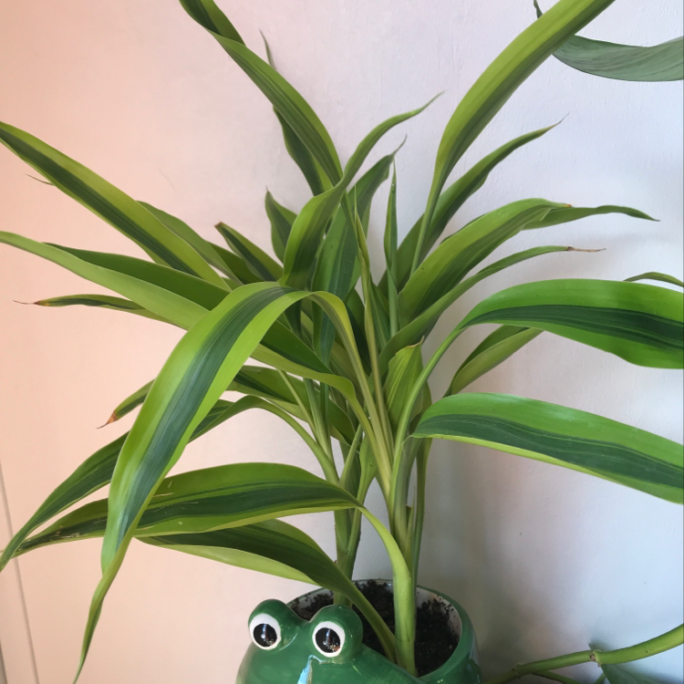 A healthy, spiral Lucky Bamboo plant in a playful green planter with googly eyes. The plant has vibrant green leaves and no signs of disease.