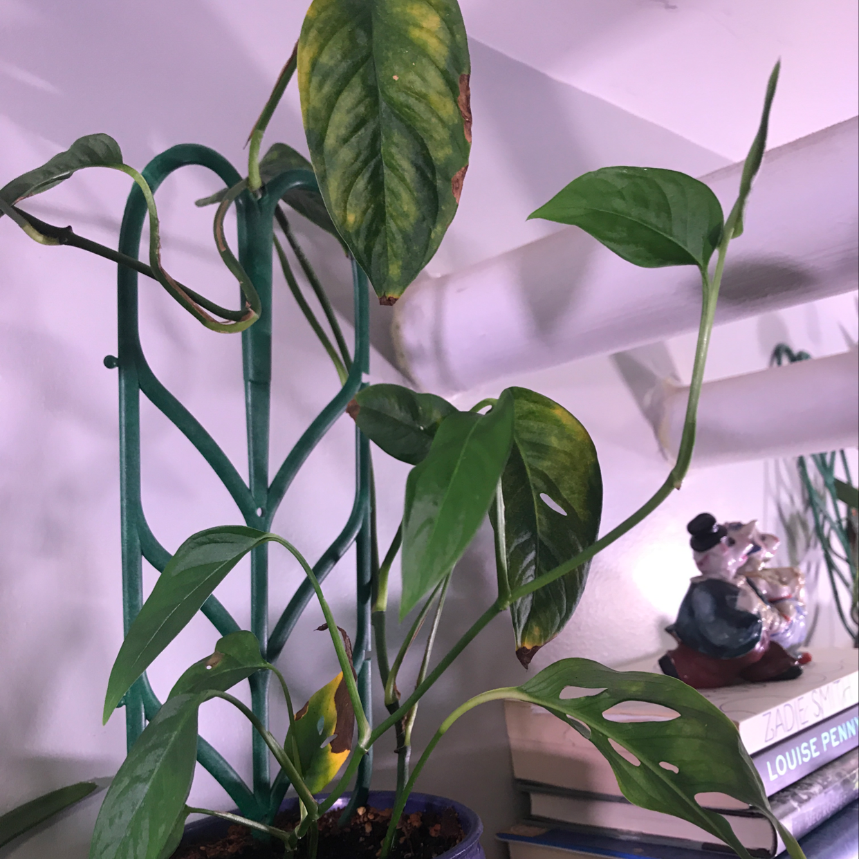 Healthy Monstera deliciosa houseplant with large green split leaves, characteristic of the species known as Window Leaf or Swiss Cheese Plant.