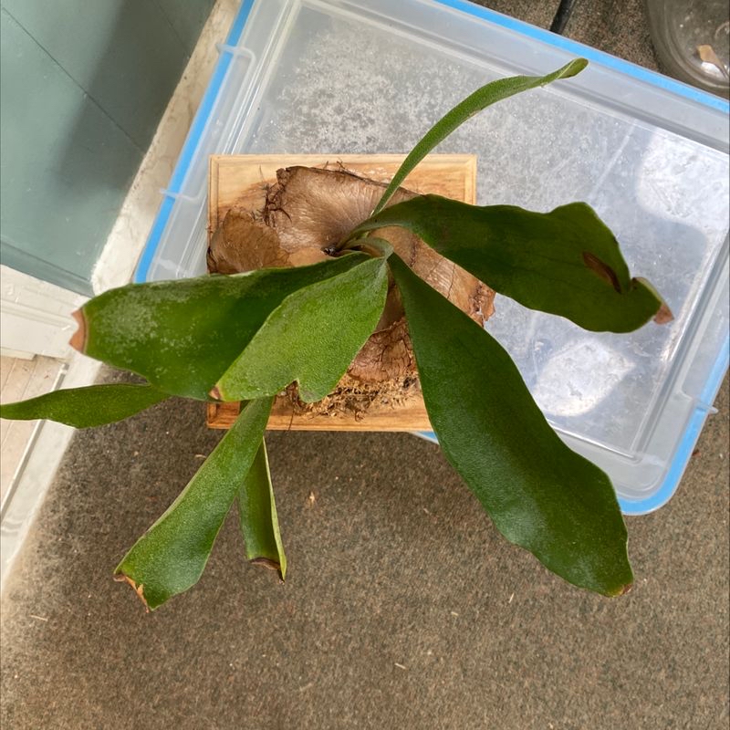 Elkhorn Fern with green fronds and some browning tips in a container with visible soil.