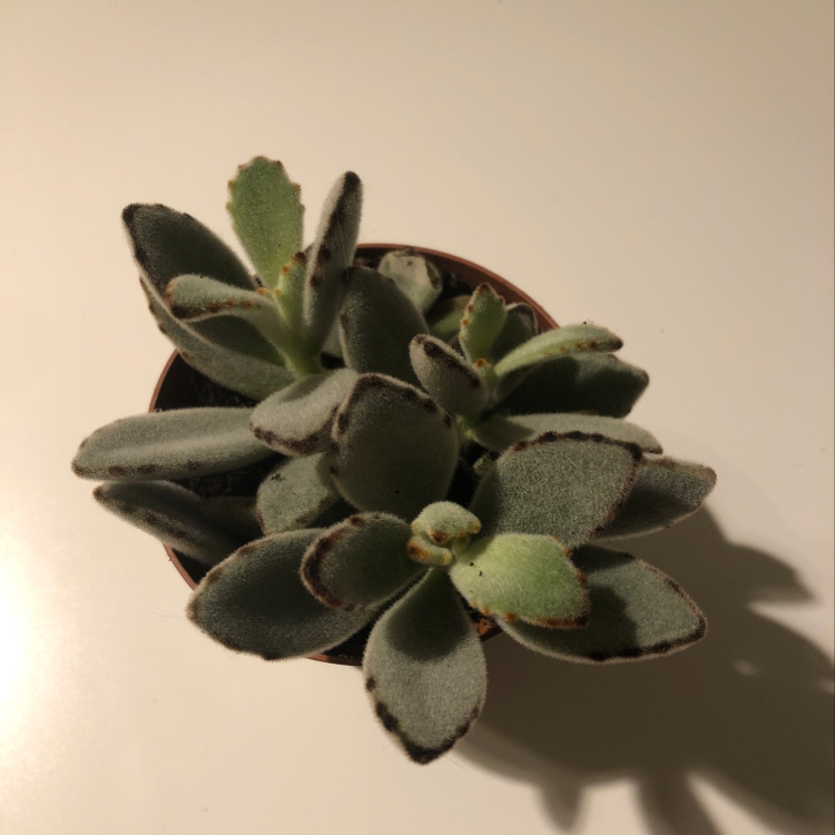 Panda Plant (Kalanchoe tomentosa) in a pot with characteristic dark brown edges on leaves.