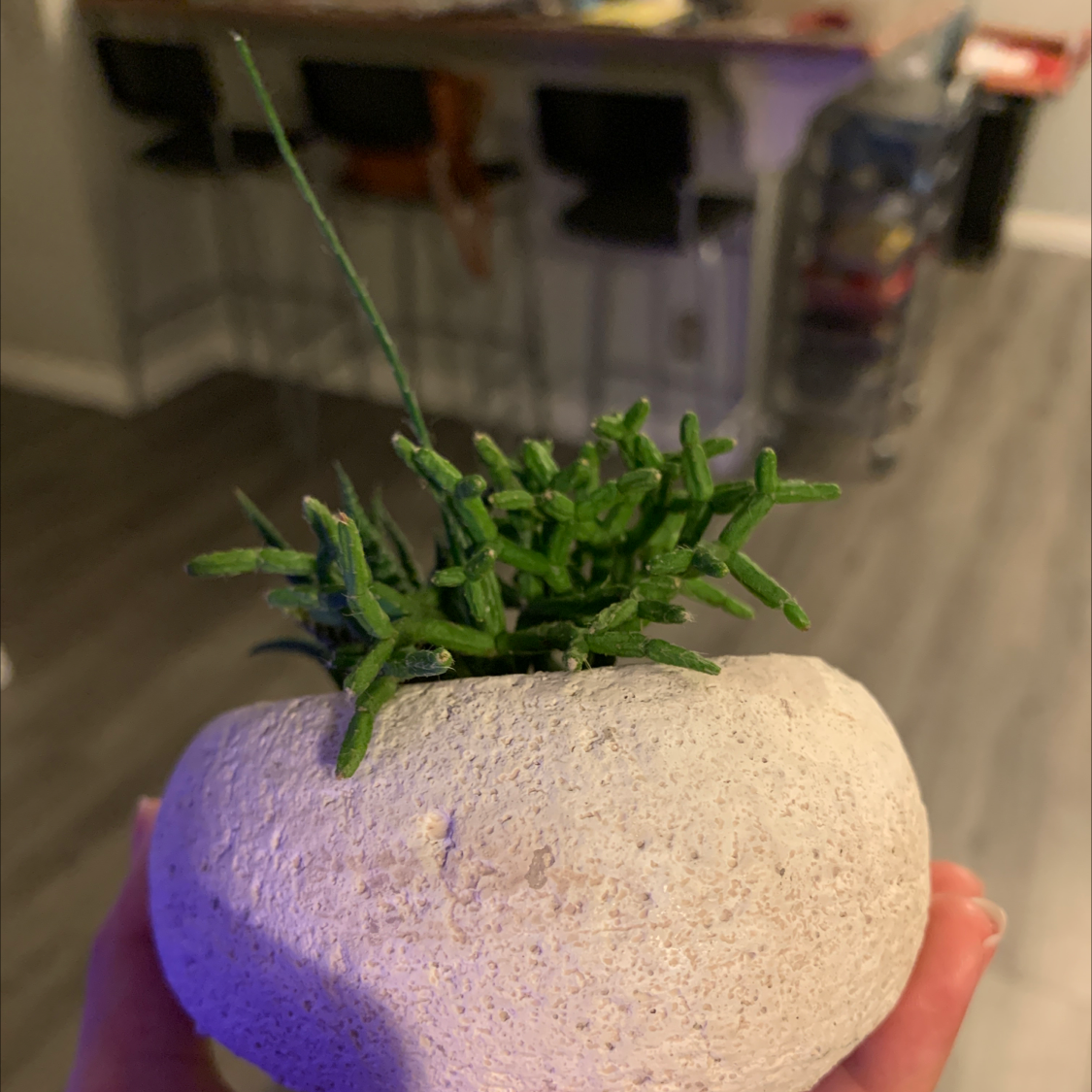 Dancing Bones plant in a stone-like pot held by a hand, indoor background.