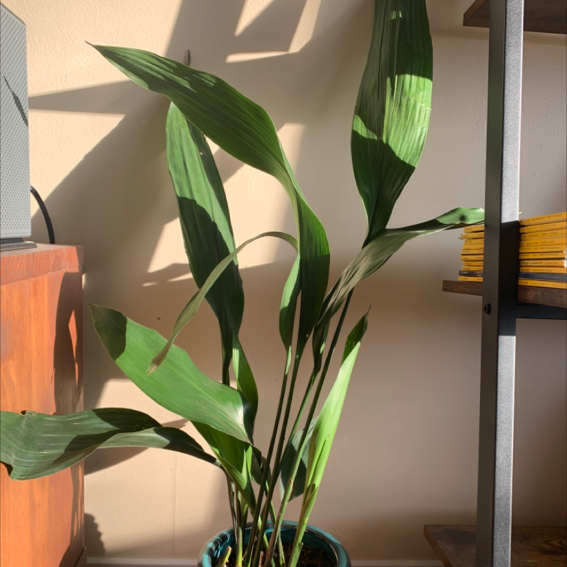 Cast Iron Plant with long, broad green leaves in a pot indoors.