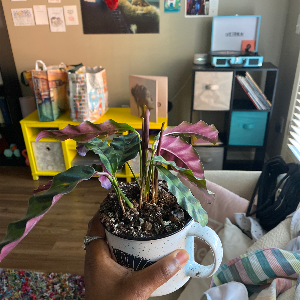 What To Do About 🐍 Rattlesnake Plant Leaves Curling