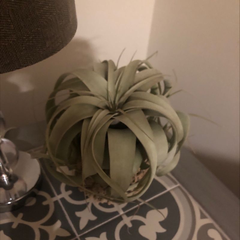 Photo of the plant species Caramel Marble Fire Tiger Philodendron by Hannah named Your plant on Greg, the plant care app