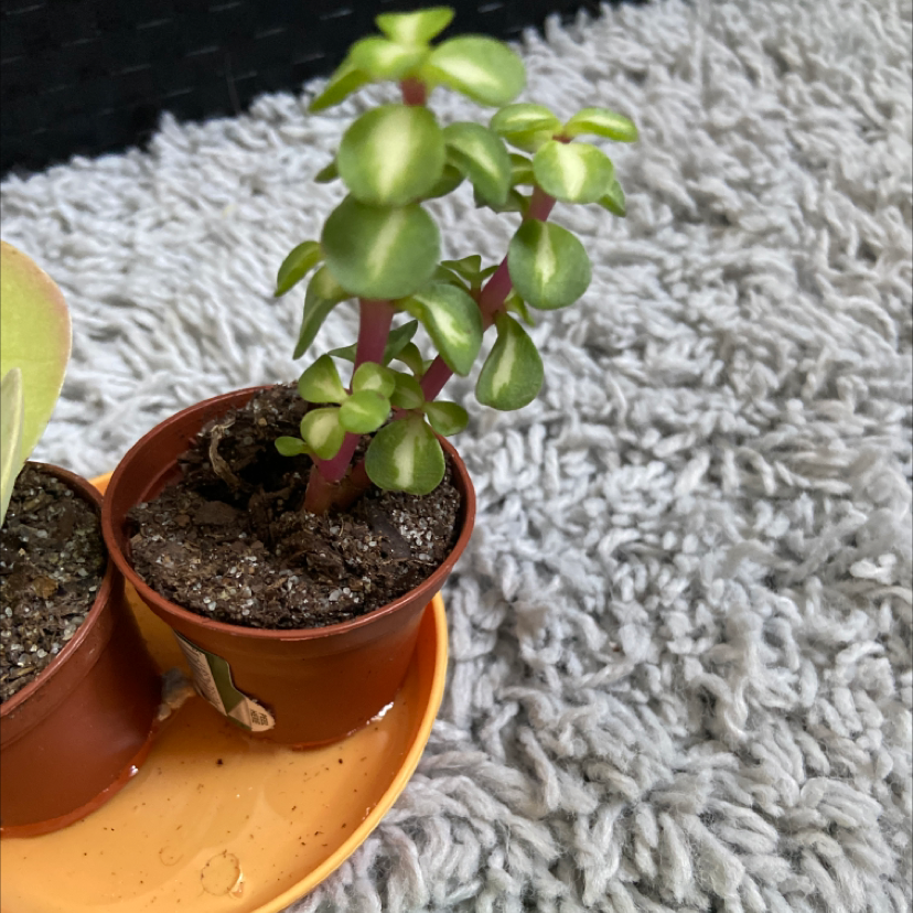 Healthy Elephant Bush plant in a pot with visible soil, well-framed and in focus.