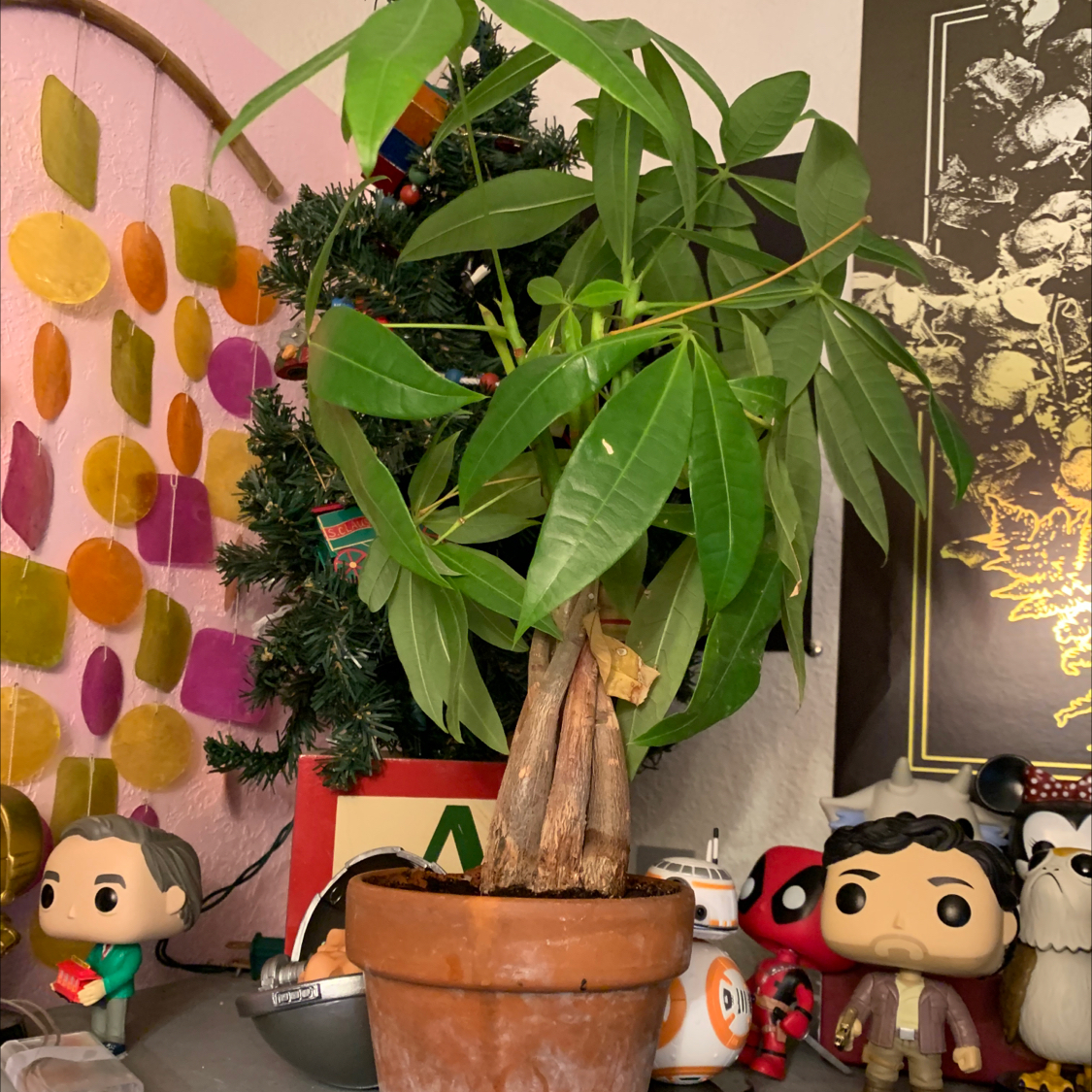 Healthy Money Tree plant with glossy green leaves and braided trunk in clay pot, surrounded by holiday decor.