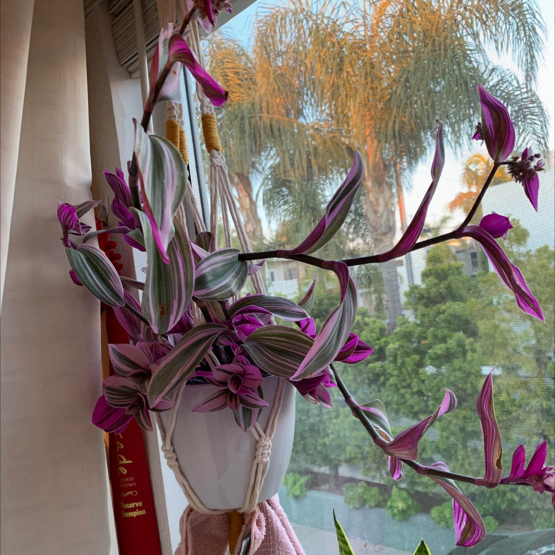 Tradescantia Nanouk plant in a hanging pot with vibrant purple and green leaves.