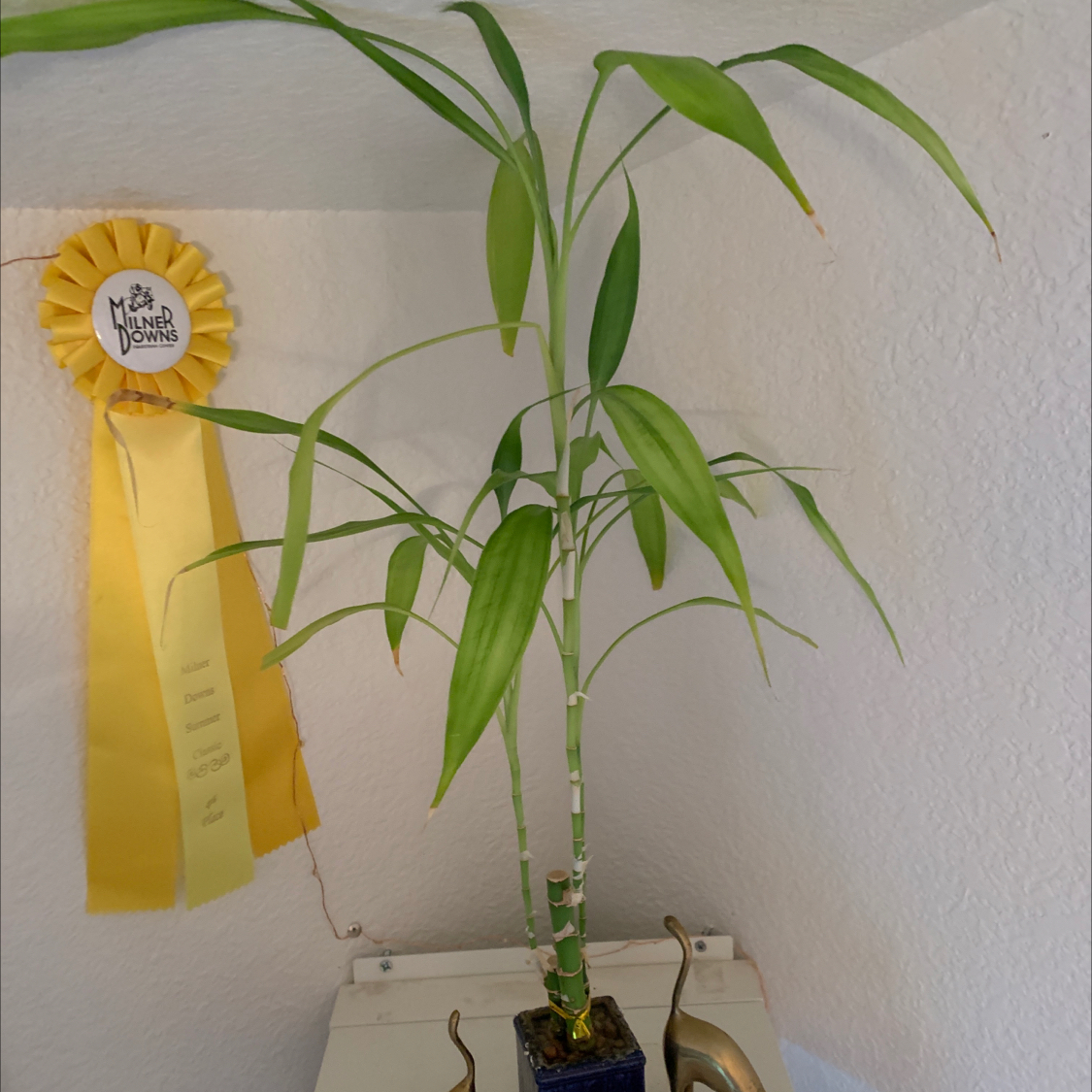 Healthy lucky bamboo plant with vibrant green leaves and blue award ribbon, in small black pot with soil visible.
