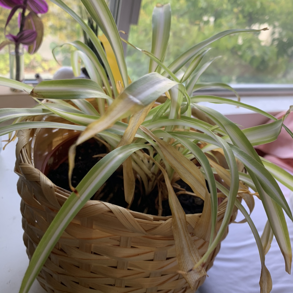 Curly Spider Plant in a woven basket with some yellowing and browning leaves near a window.