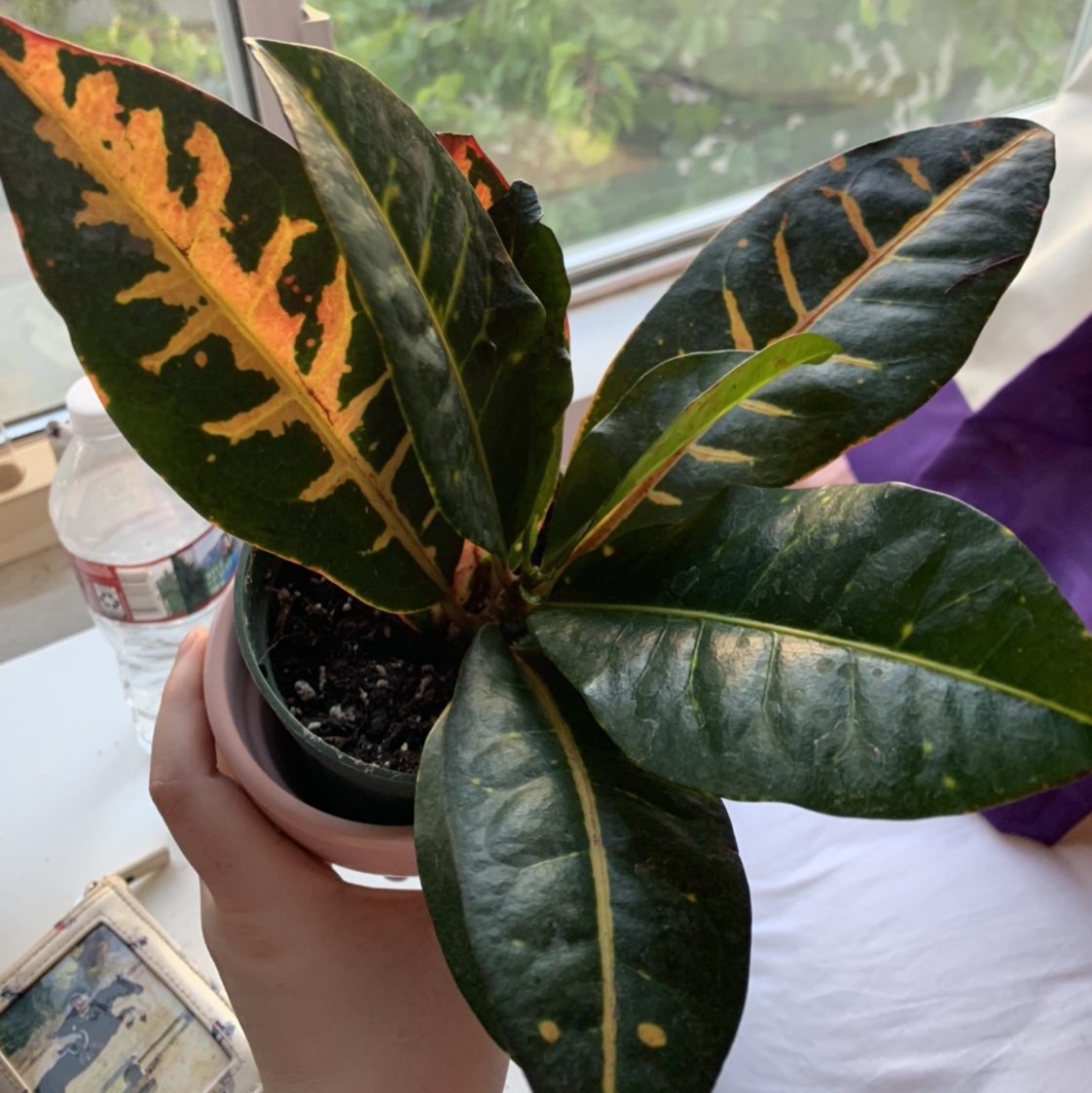 Croton 'Petra' plant with variegated green, yellow, orange and red leaves being held, slight yellowing on some leaves