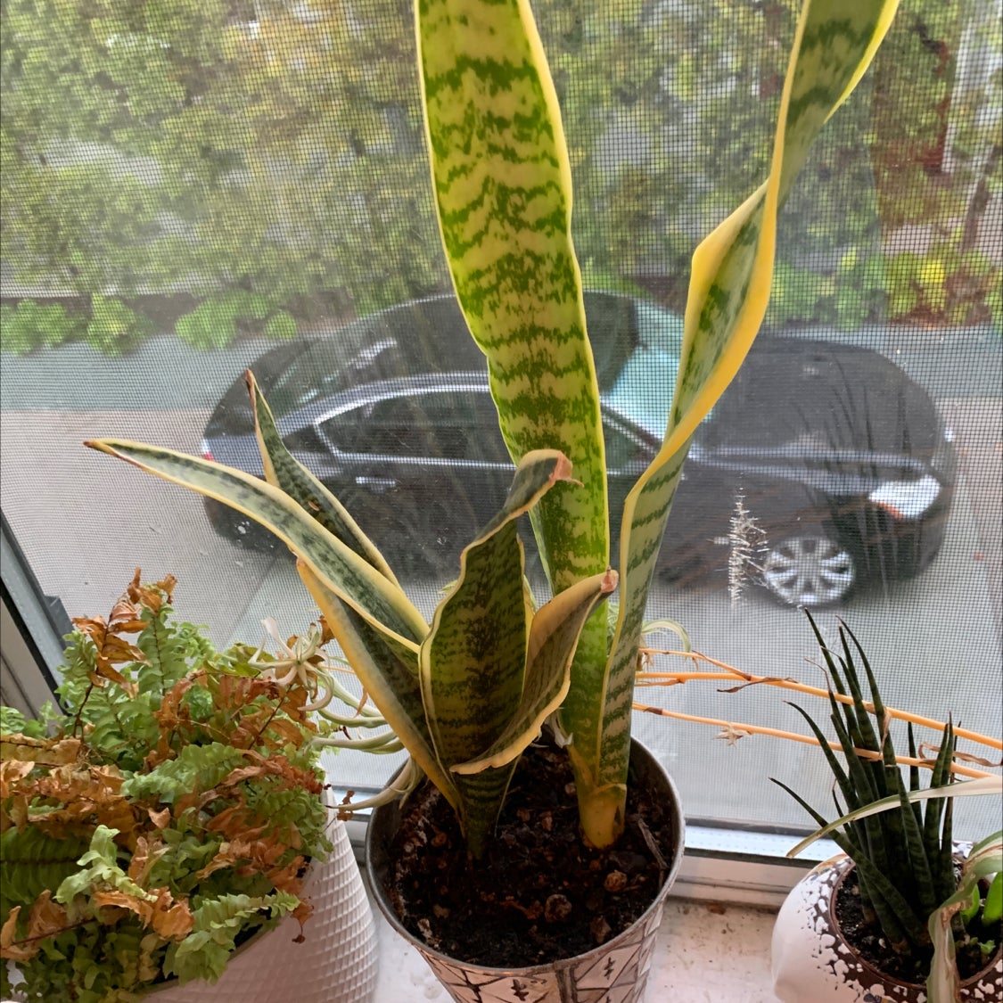 ☆S-30 稀少 サンスベリア サムライドワーフ 斑入り 鉢ごとメルカリ便