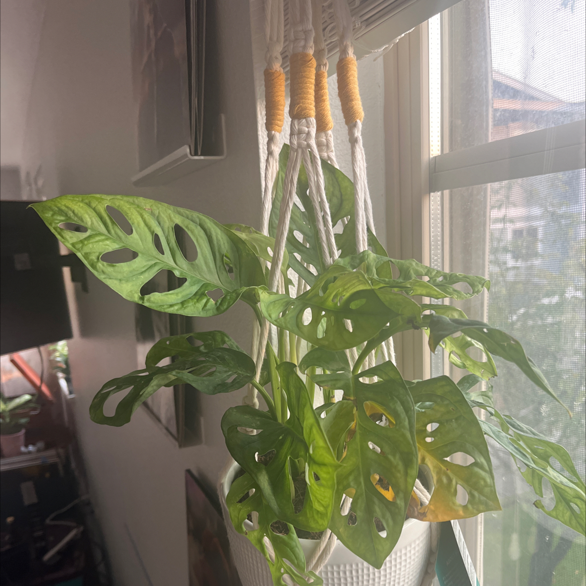Swiss Cheese Vine (Monstera adansonii) in a hanging pot near a window with vibrant green leaves and characteristic holes.
