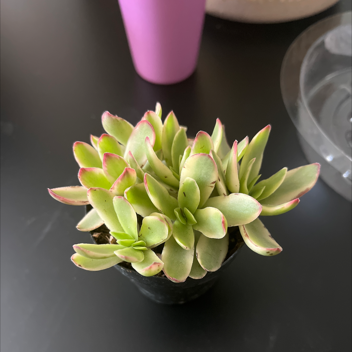 Healthy Echeveria 'Blue Heron' succulent with green leaves and red tips in a black pot.