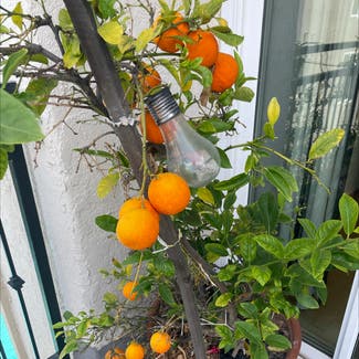Hardy Orange plant in Los Angeles, California