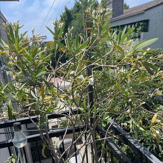 Oleander plant in Los Angeles, California