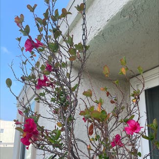 Brazilian Jasmine plant in Los Angeles, California