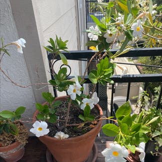 Brazilian Jasmine plant in Los Angeles, California