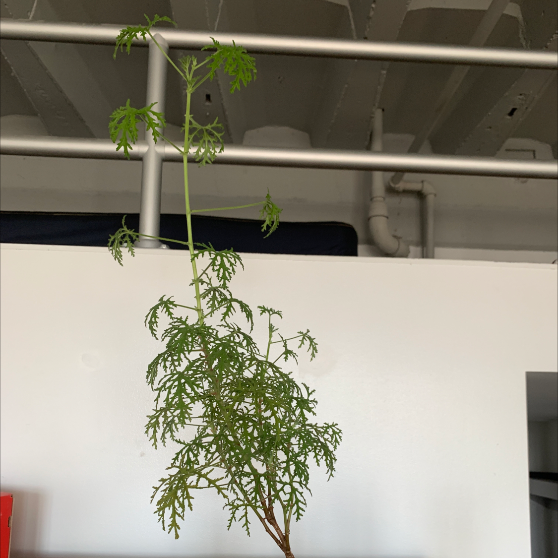 Hooded-Leaf Pelargonium plant with finely divided leaves in an indoor setting.