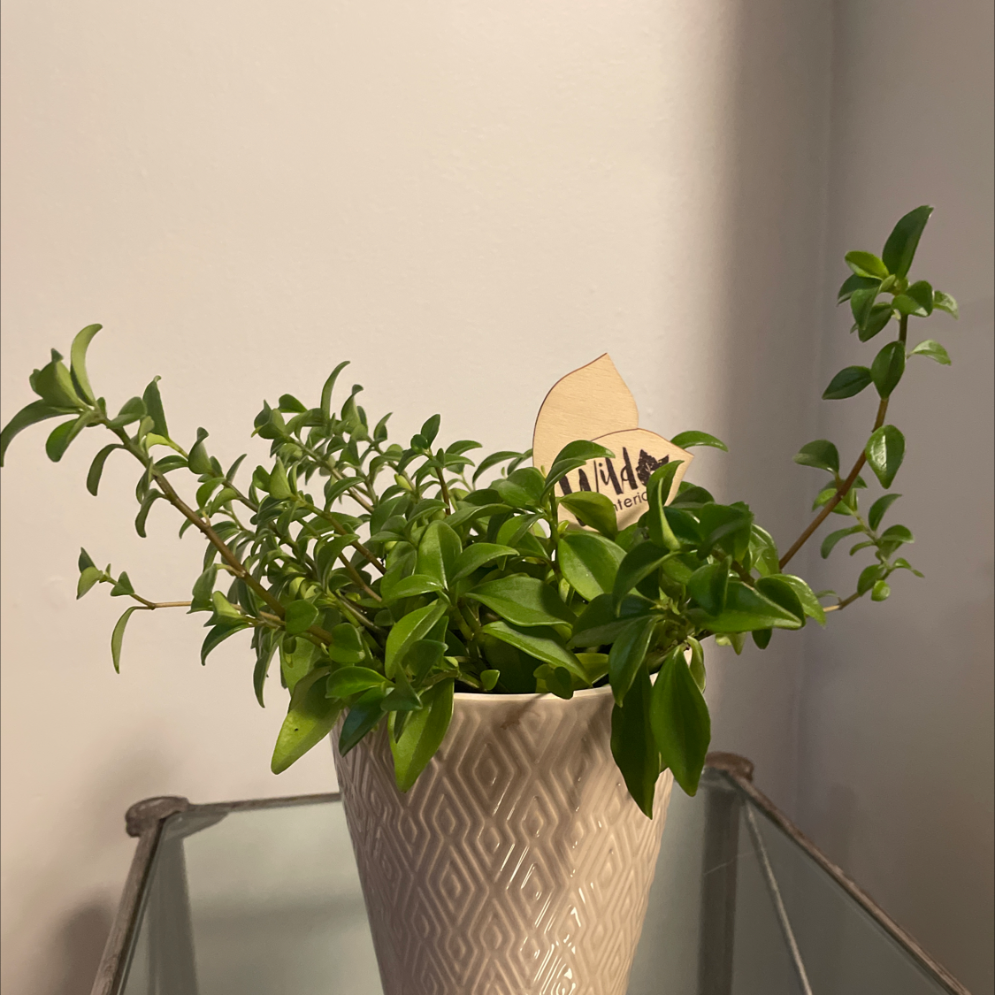 Healthy Peperomia 'Amigo Marcello' plant in a decorative pot.