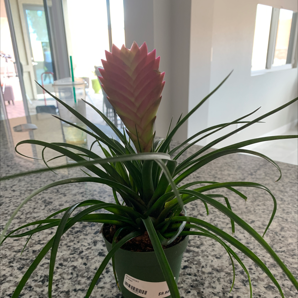 Pink Quill Plant (Tillandsia cyanea) with healthy green leaves and a pink bract in a pot.