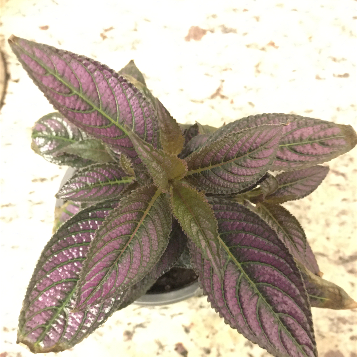 Persian Shield plant photo by @MerryBerry named Wakanda Forever on Greg, the plant care app.