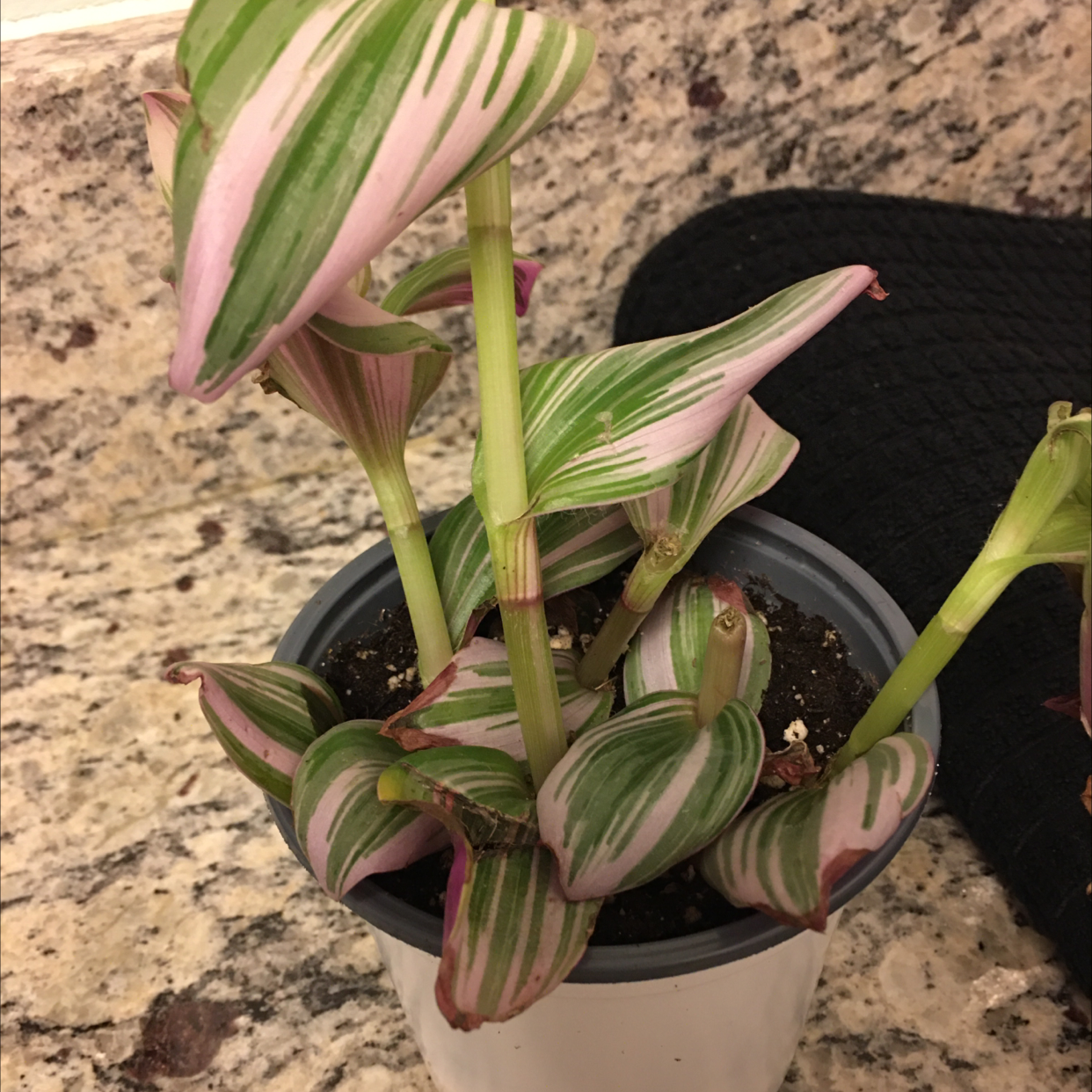 Tradescantia Nanouk plant photo by @MerryBerry named Leaf Erickson on Greg, the plant care app.