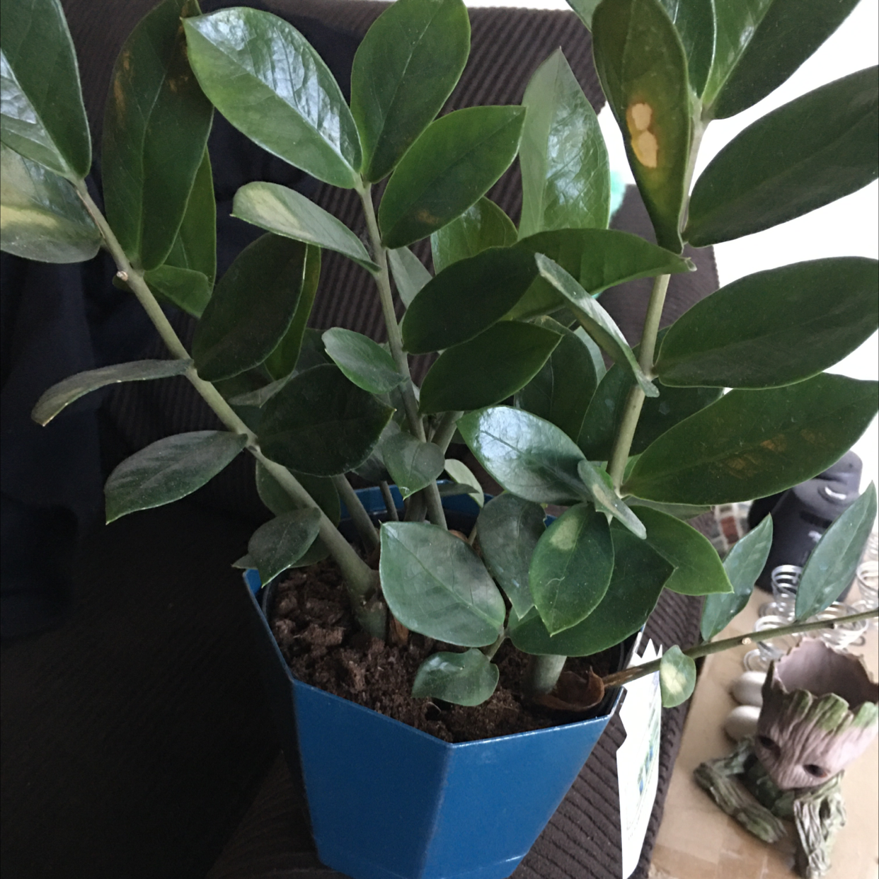 Zamioculcas Zamiifolia plant photo by @MerryBerry named Ozzy Ozzplant on Greg, the plant care app.