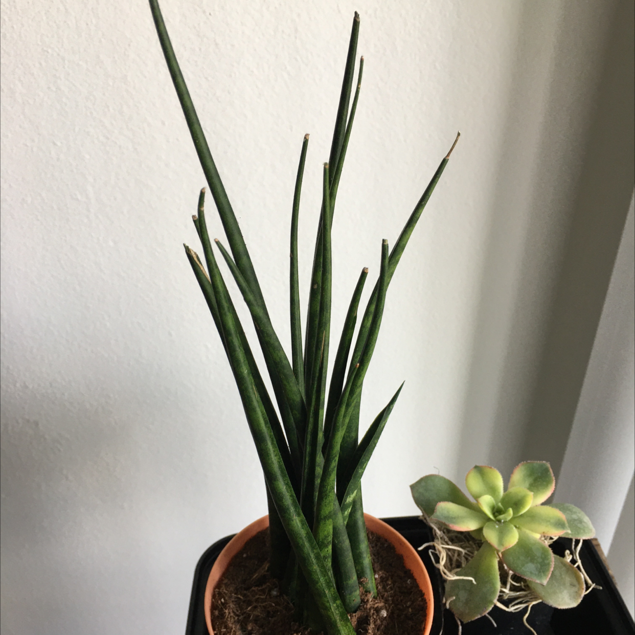 Cylindrical Snake Plant plant photo by @MerryBerry named Spike Lee(f) on Greg, the plant care app.