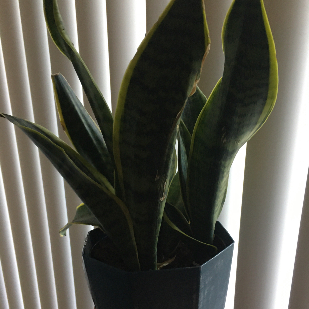 Snake Plant plant photo by @MerryBerry named Jake Thee on Greg, the plant care app.