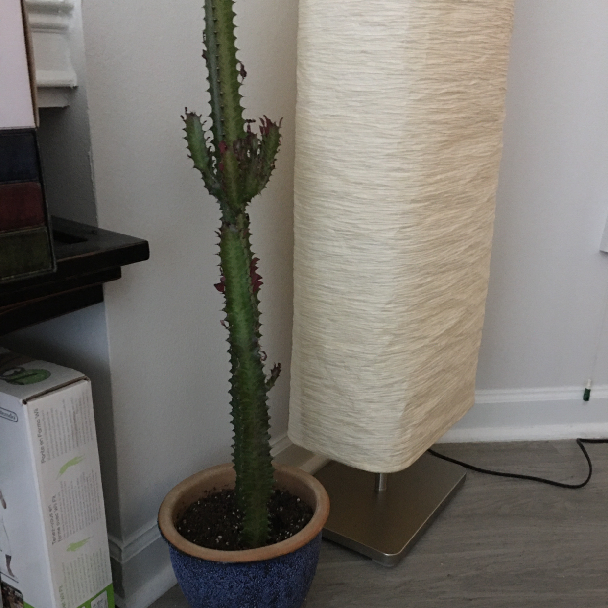 Photo of the plant species African Milk Tree by @MerryBerry named Benedict Cumberbush on Greg, the plant care app