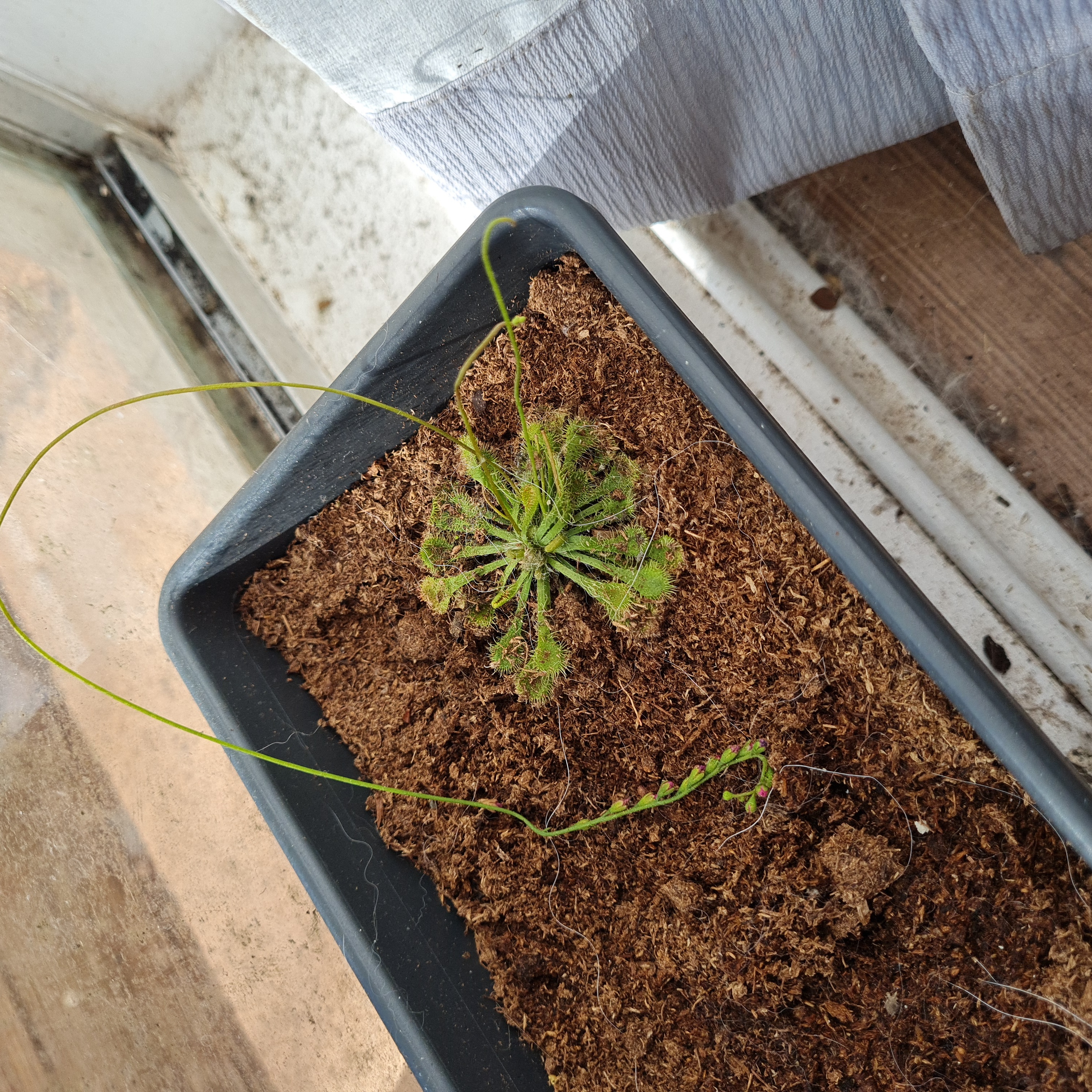 Spoon-Leaved Sundew plant in a rectangular pot with visible soil.