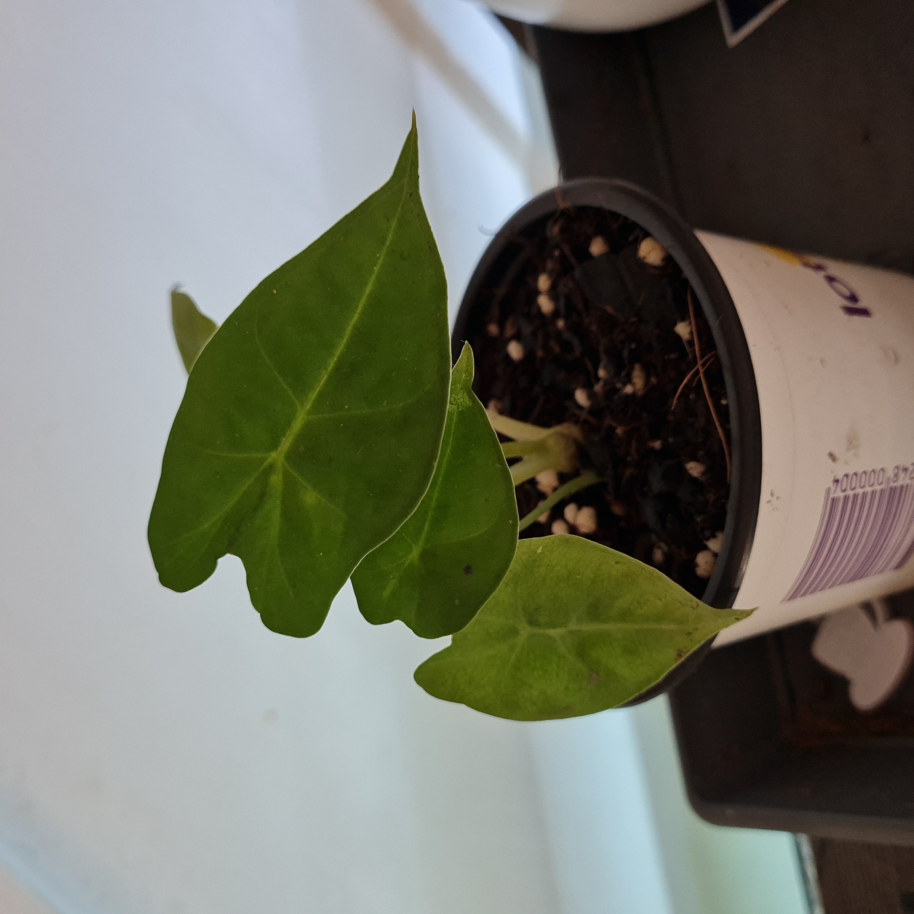 Photo of the plant species Green Velvet Alocasia by @AlocasiaAddict named Green Velvet on Greg, the plant care app