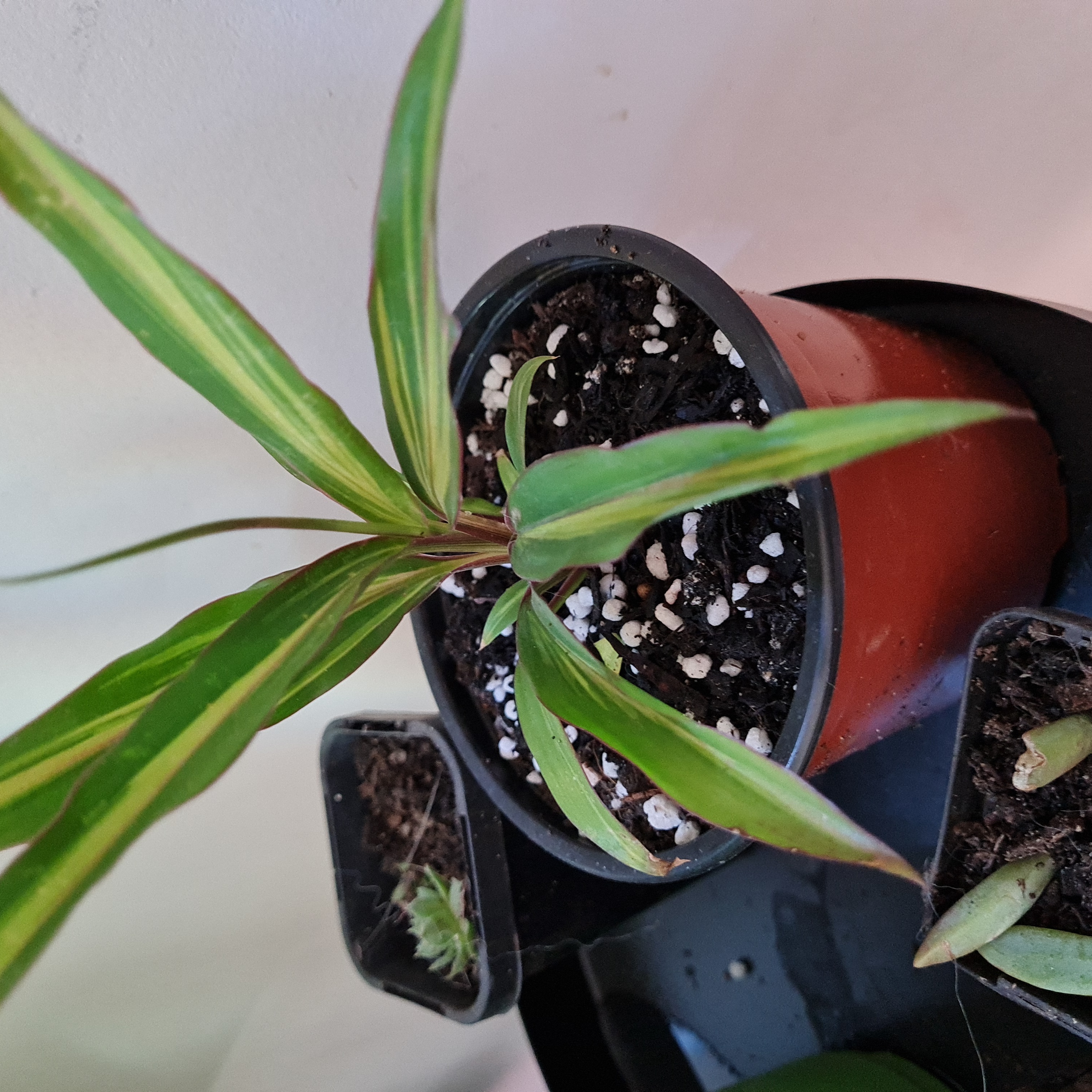 Madagascar Dragon Tree in a small pot with visible soil and healthy green leaves.